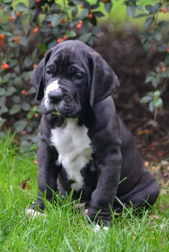 du bois du chant des rossignols - Photos des chiots à 7 semaines