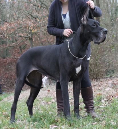 Cassiopée du bois du chant des rossignols