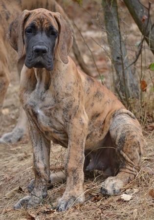 du bois du chant des rossignols - Dogue allemand - Portée née le 14/06/2012